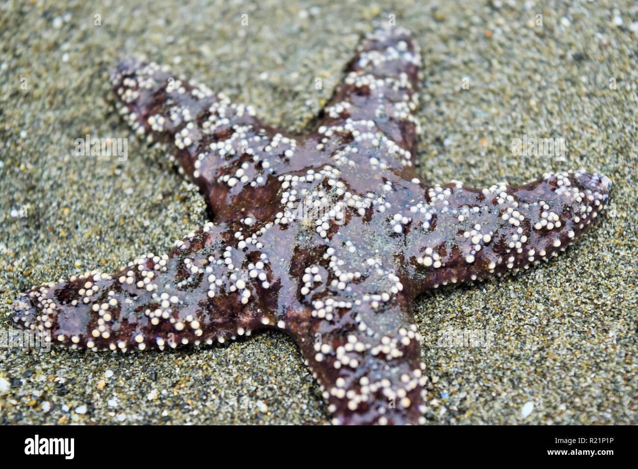 Close Up of Starfish in Tide Pool Stock Photo Alamy