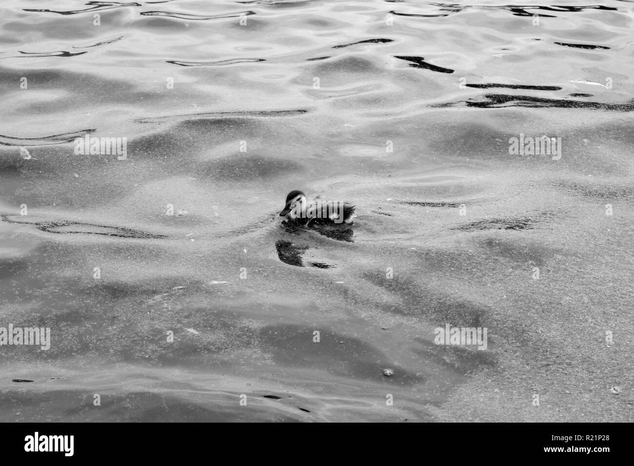 Duckling swimming in polluted water Stock Photo