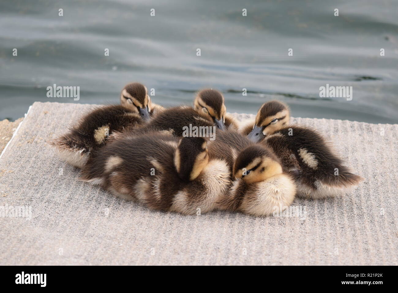 Baby Ducklings Huddle Together Stock Photo