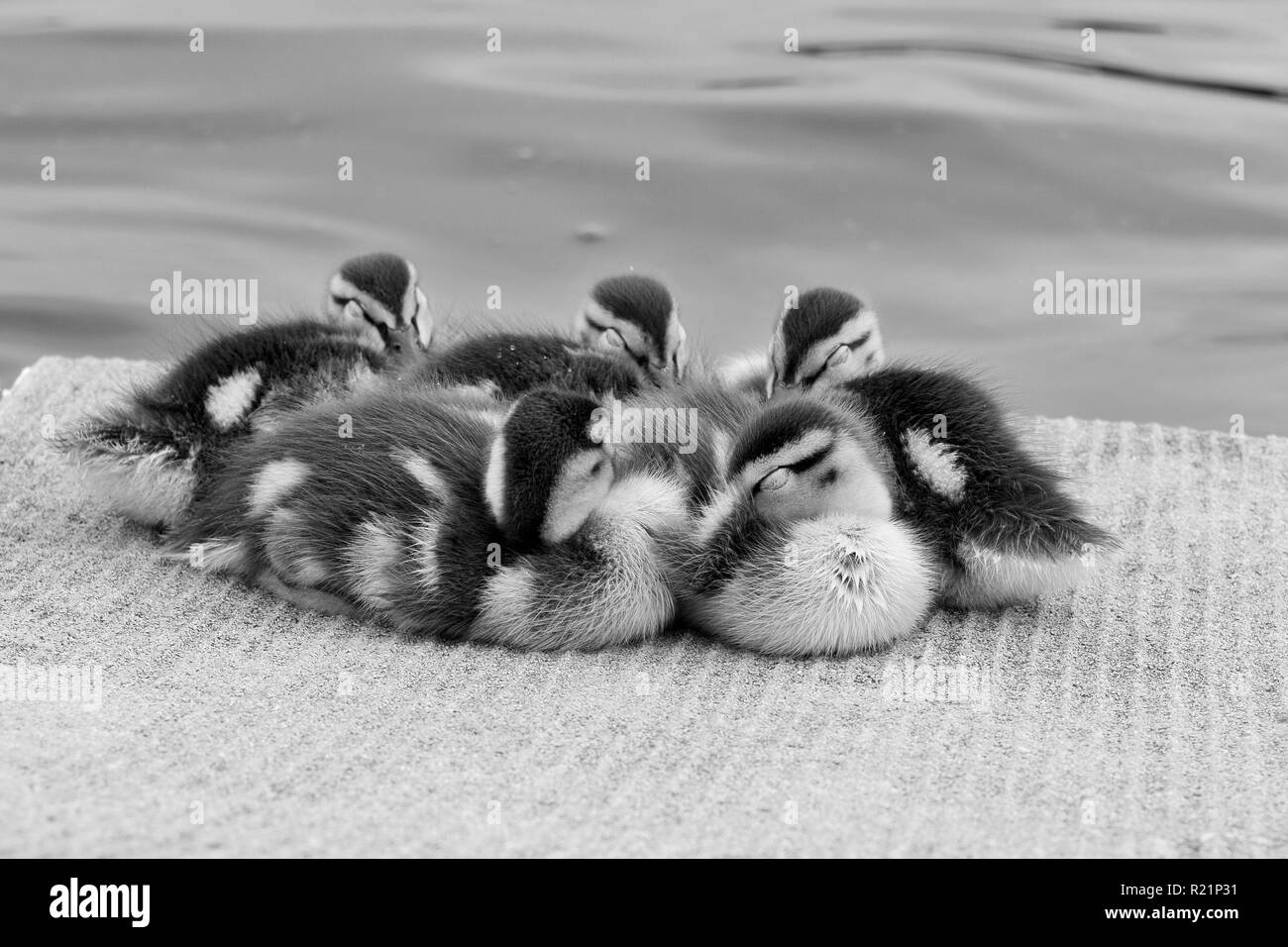 Baby Ducklings Huddle Together in black and white Stock Photo Alamy