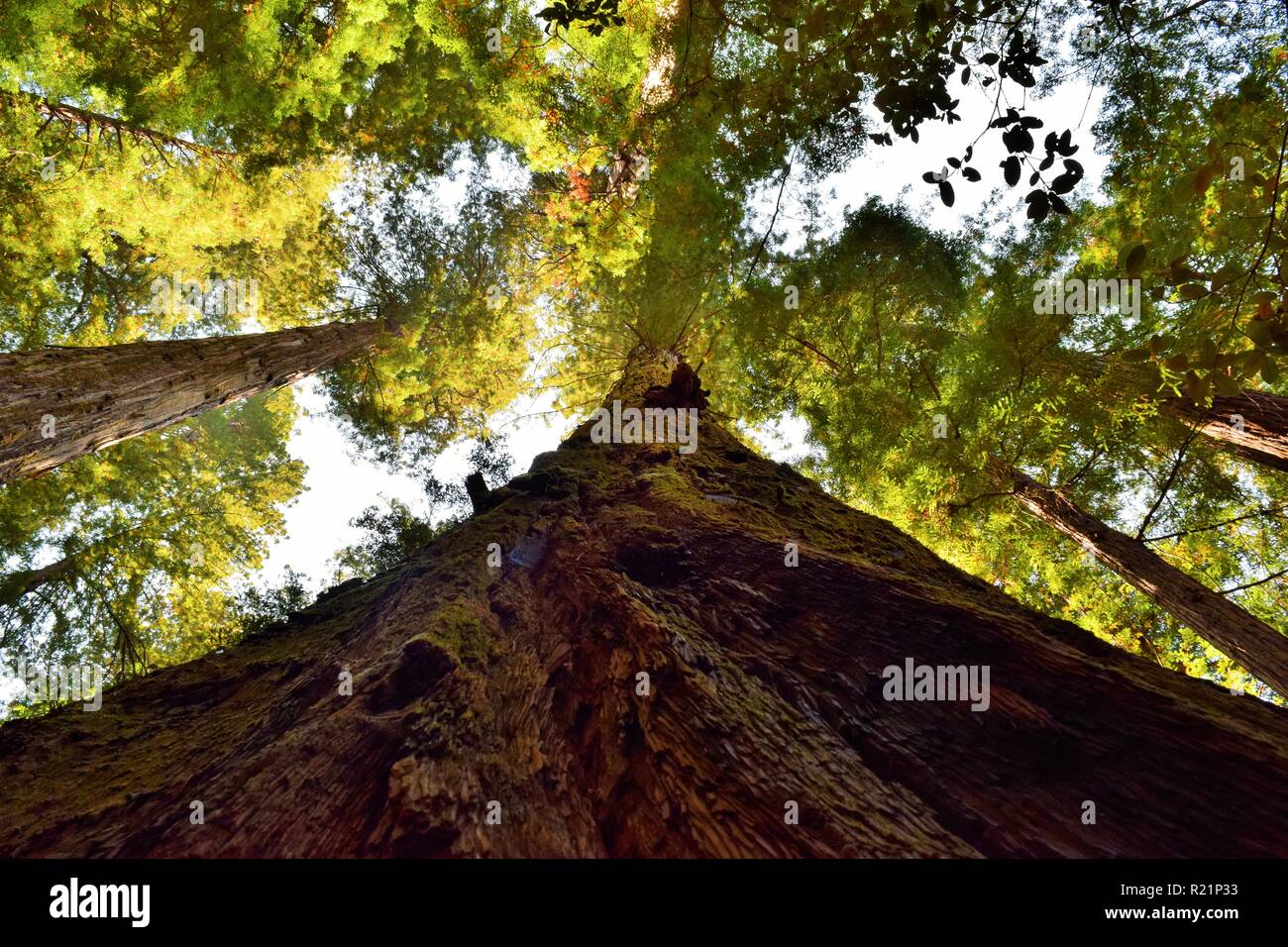 Looking up in the Redwood Forest Stock Photo