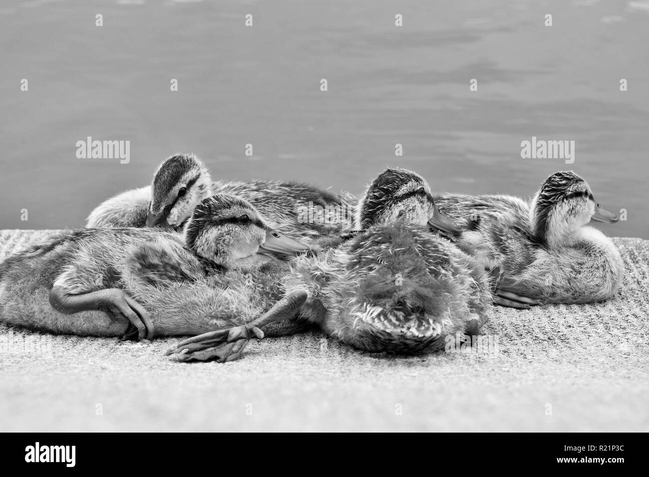 Young ducks lounge next to a lake in black and white Stock Photo