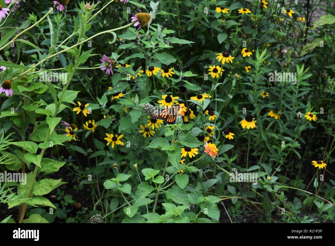 Monarch Butterfly on a flower in George Washington's Mount Vernon Stock Photo