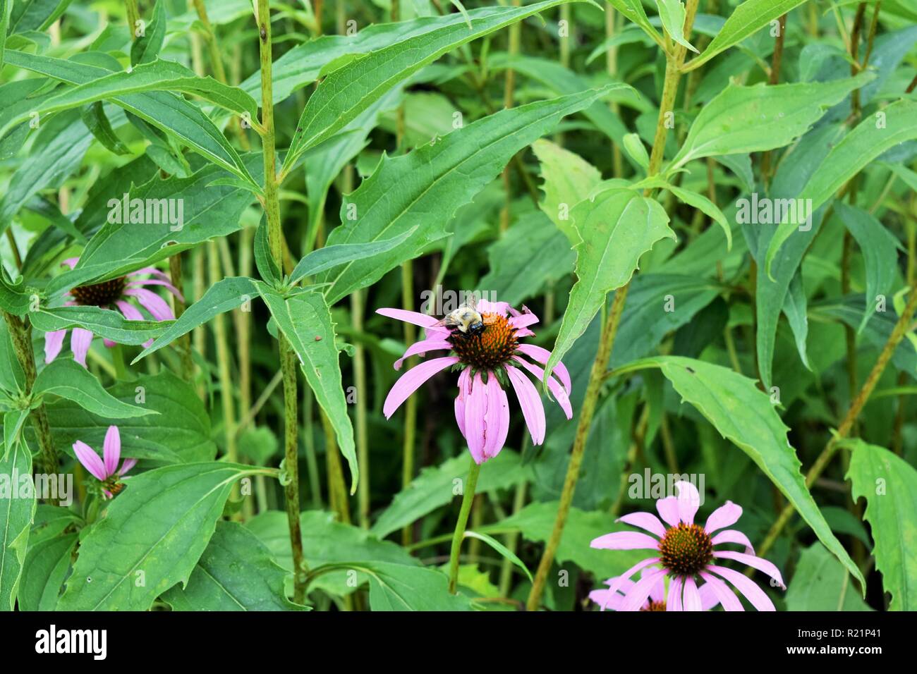 Bee on a flower in George Washington's Mount Vernon Stock Photo