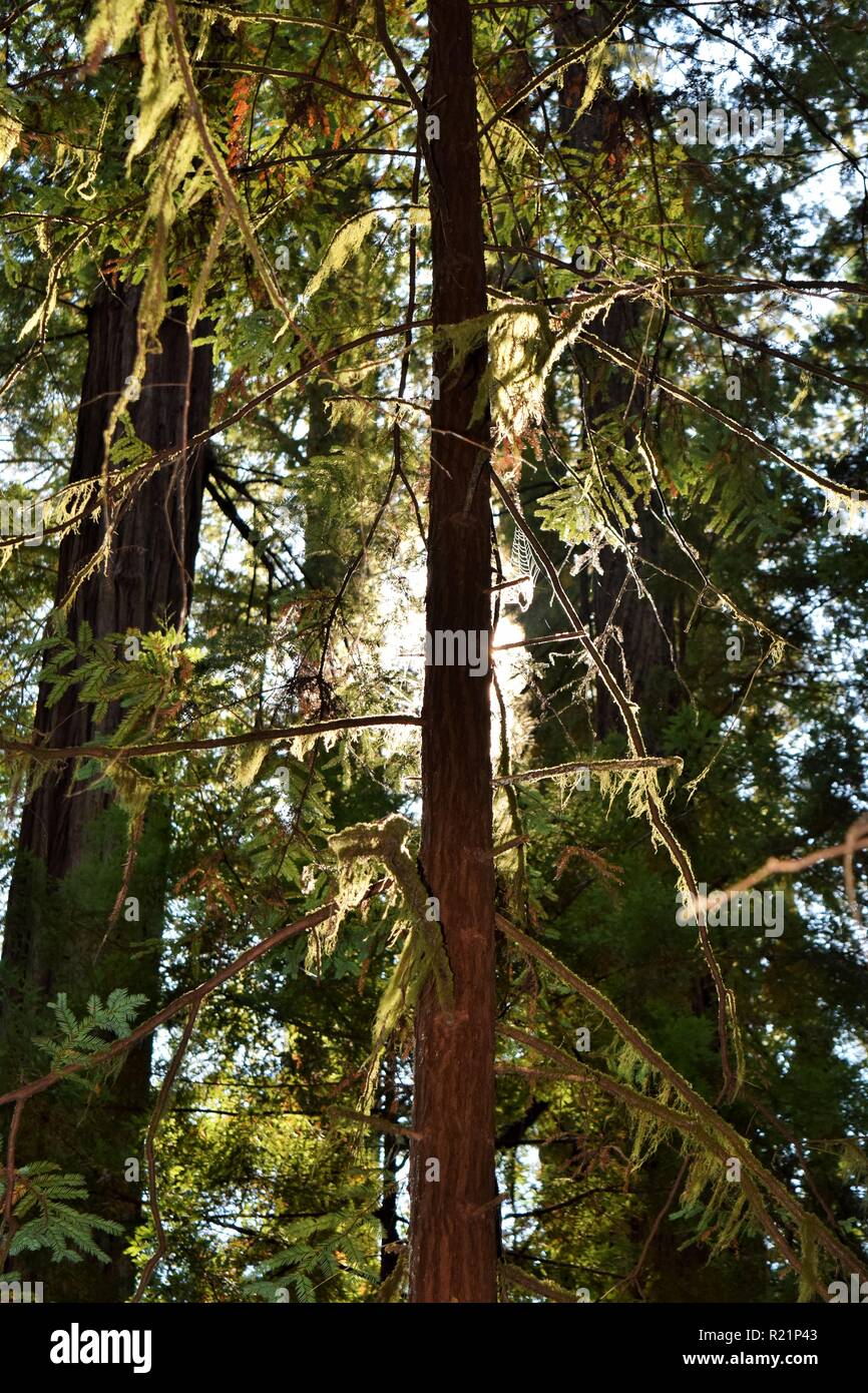 Sun behind Redwood tree Stock Photo