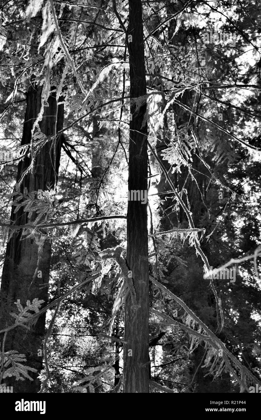 Smith redwoods state park Black and White Stock Photos & Images Alamy