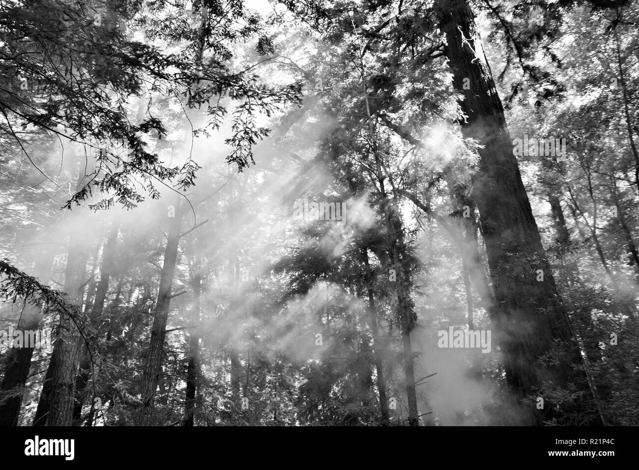 Redwood Black and White Stock Photos & Images Alamy