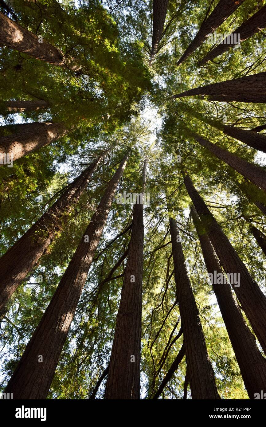 Looking Up at the Redwood Trees Stock Photo
