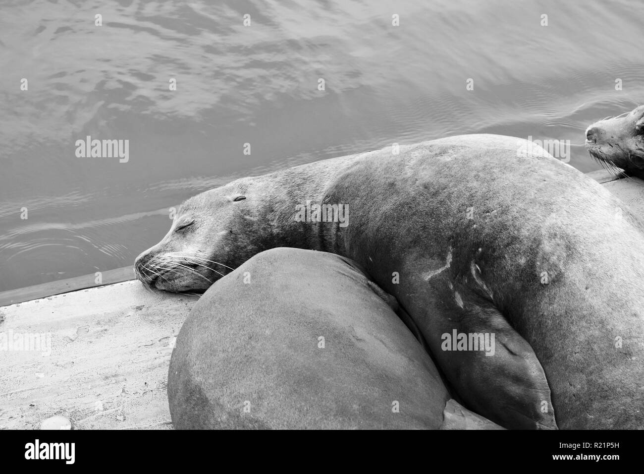 California Sea Lion resting on dock in black and white Stock Photo