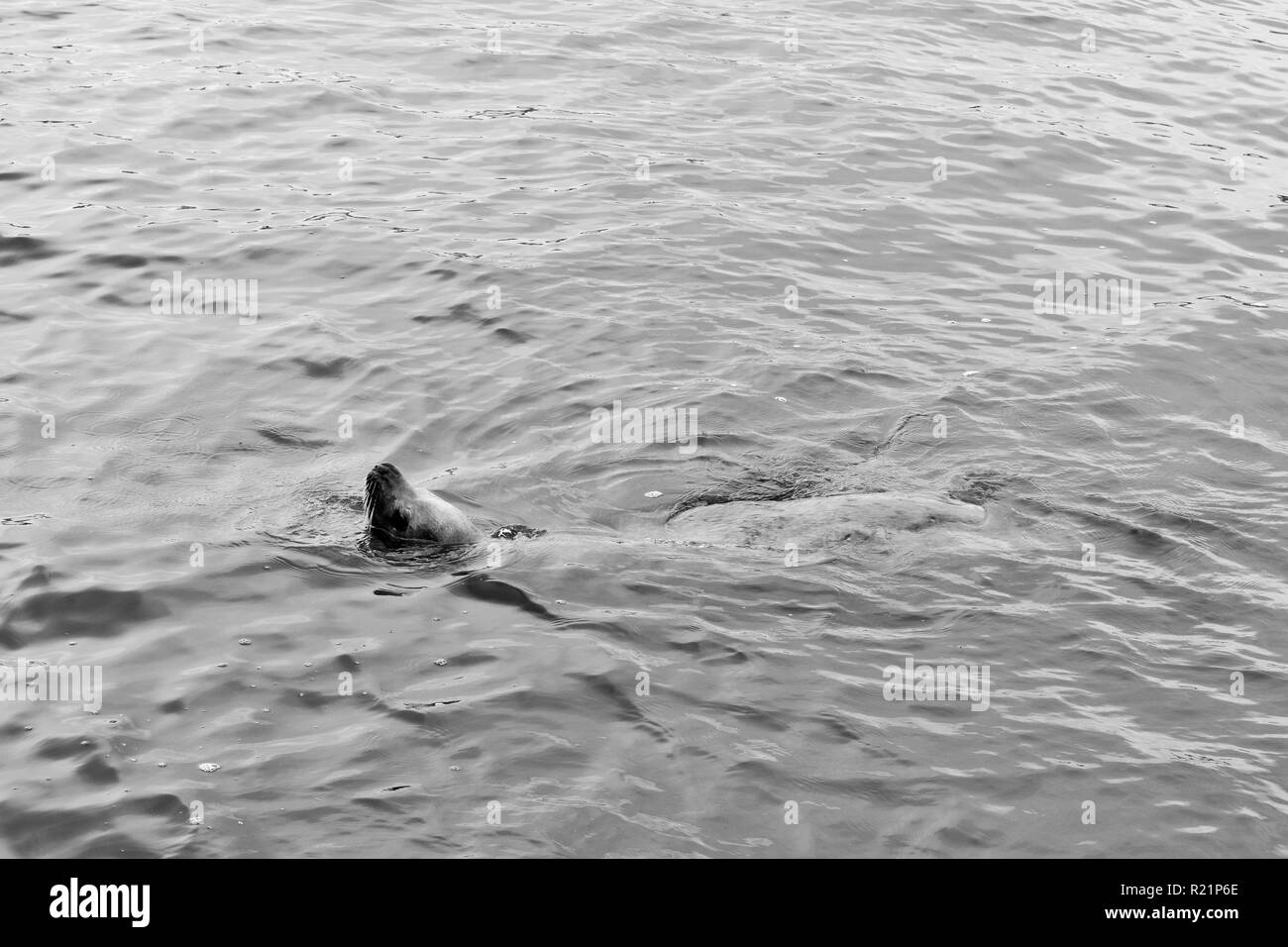 Sea Lion swimming with head out of water in black and white Stock Photo