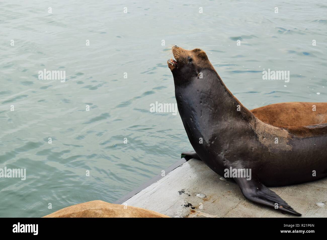 Sea Lion Barking Stock Photo Alamy