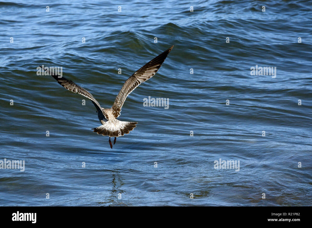 Osprey,  takes advantage of lift gained by a swell of a wave. Stock Photo