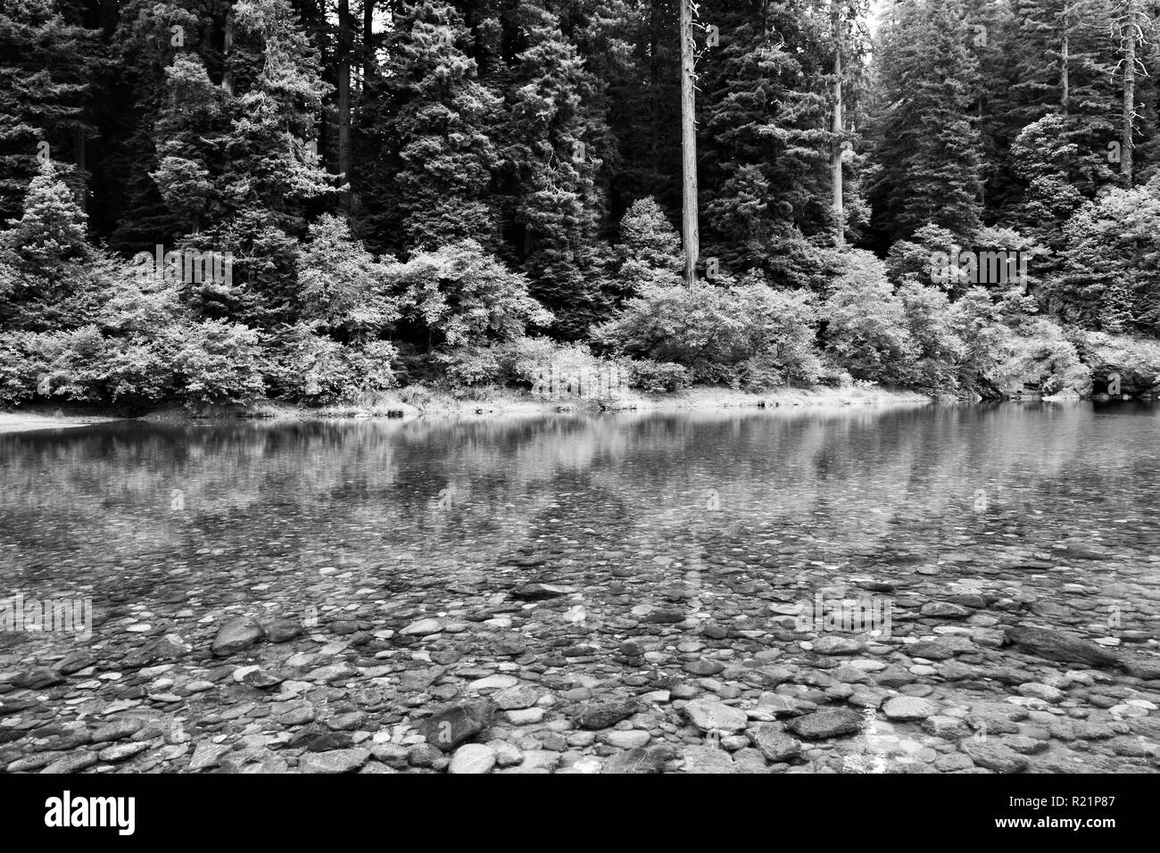 The Smith River at Jedediah Smith Redwoods State Park in black and white Stock Photo