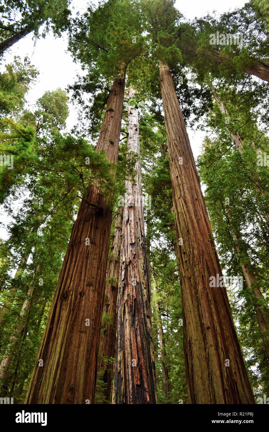 Redwood Trees in the Jedediah Smith Redwoods State Park Stock Photo