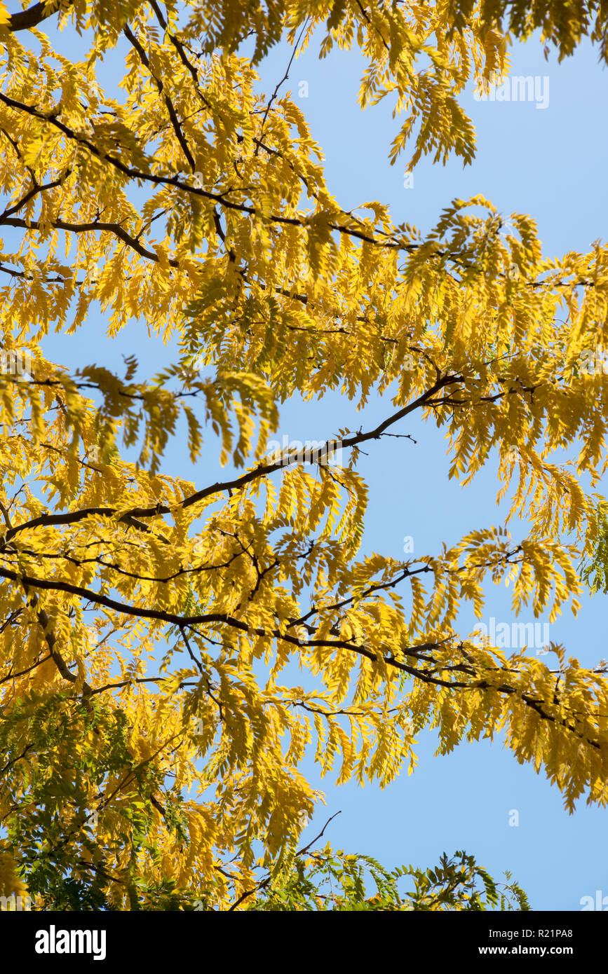 Locust tree hires stock photography and images Alamy
