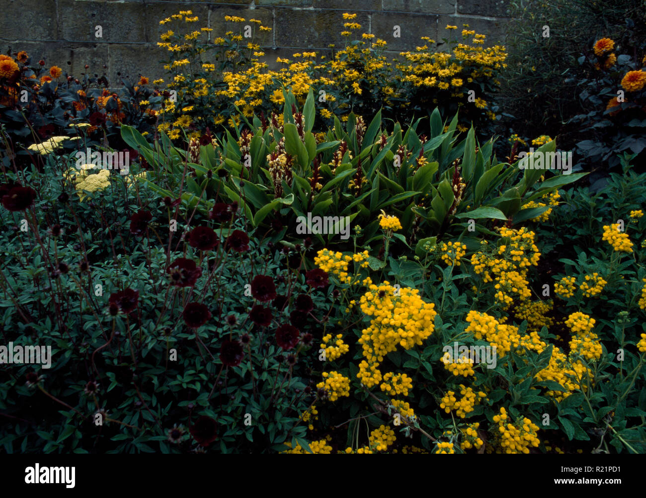 Summer perennials plants hi-res stock photography and images - Alamy