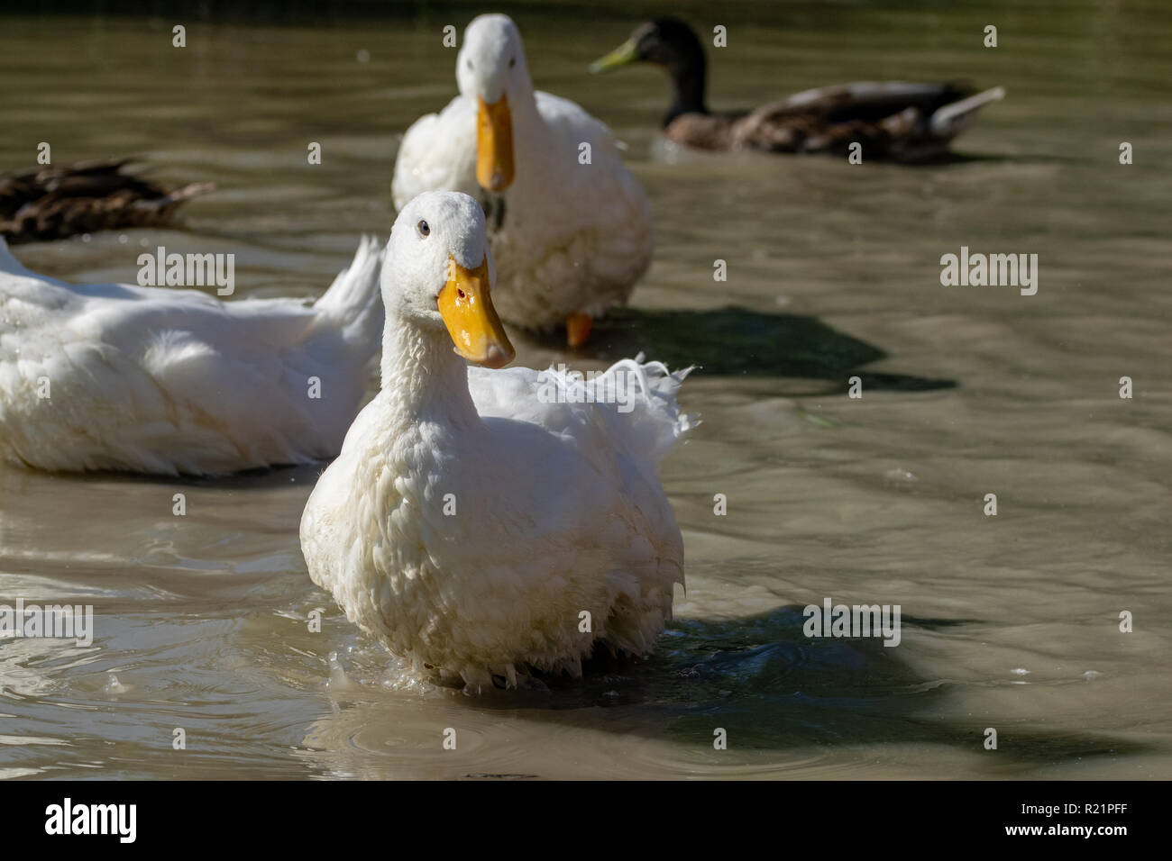 Heavy white Pekin Ducks (Anas platyrhynchos domesticus) standing in