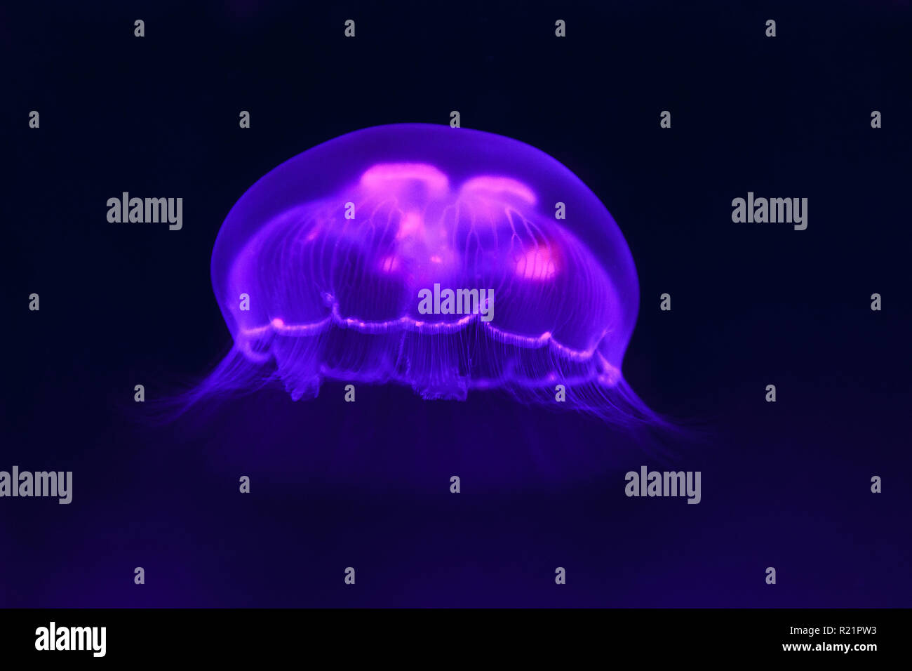 Jellyfish, blue background Stock Photo - Alamy