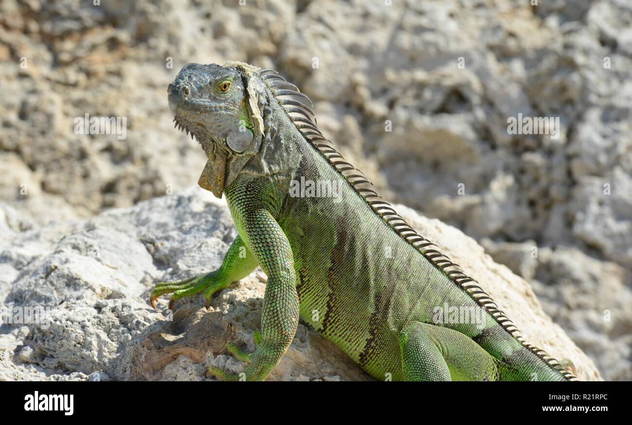 Portrait of an iguana lizard hi-res stock photography and images - Page 64  - Alamy