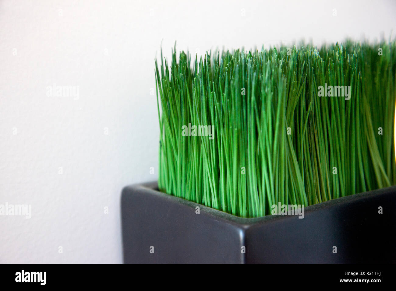 Green cat grass or fake grass plant with copy space Stock Photo