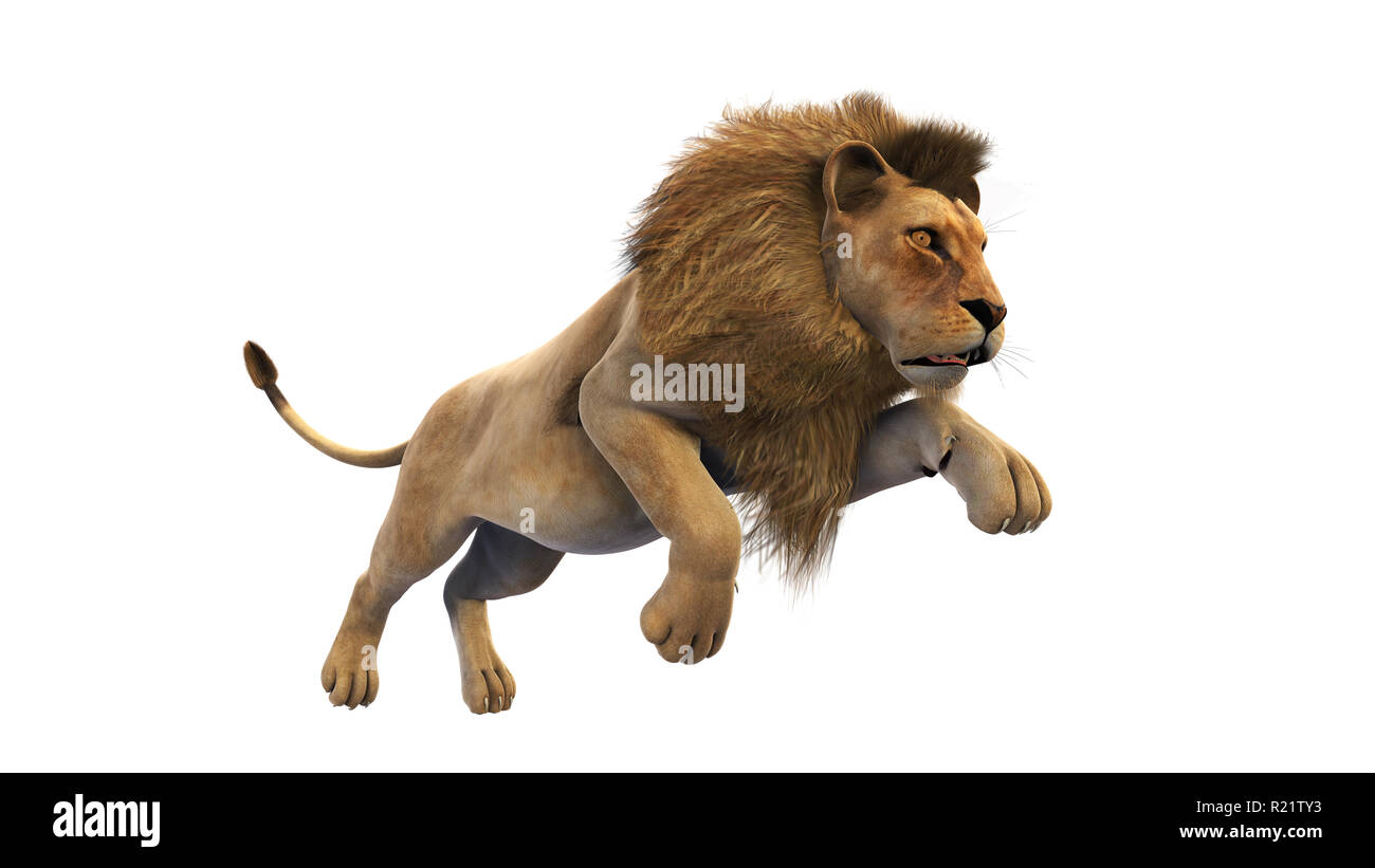 Lion running, animal isolated on white background Stock Photo