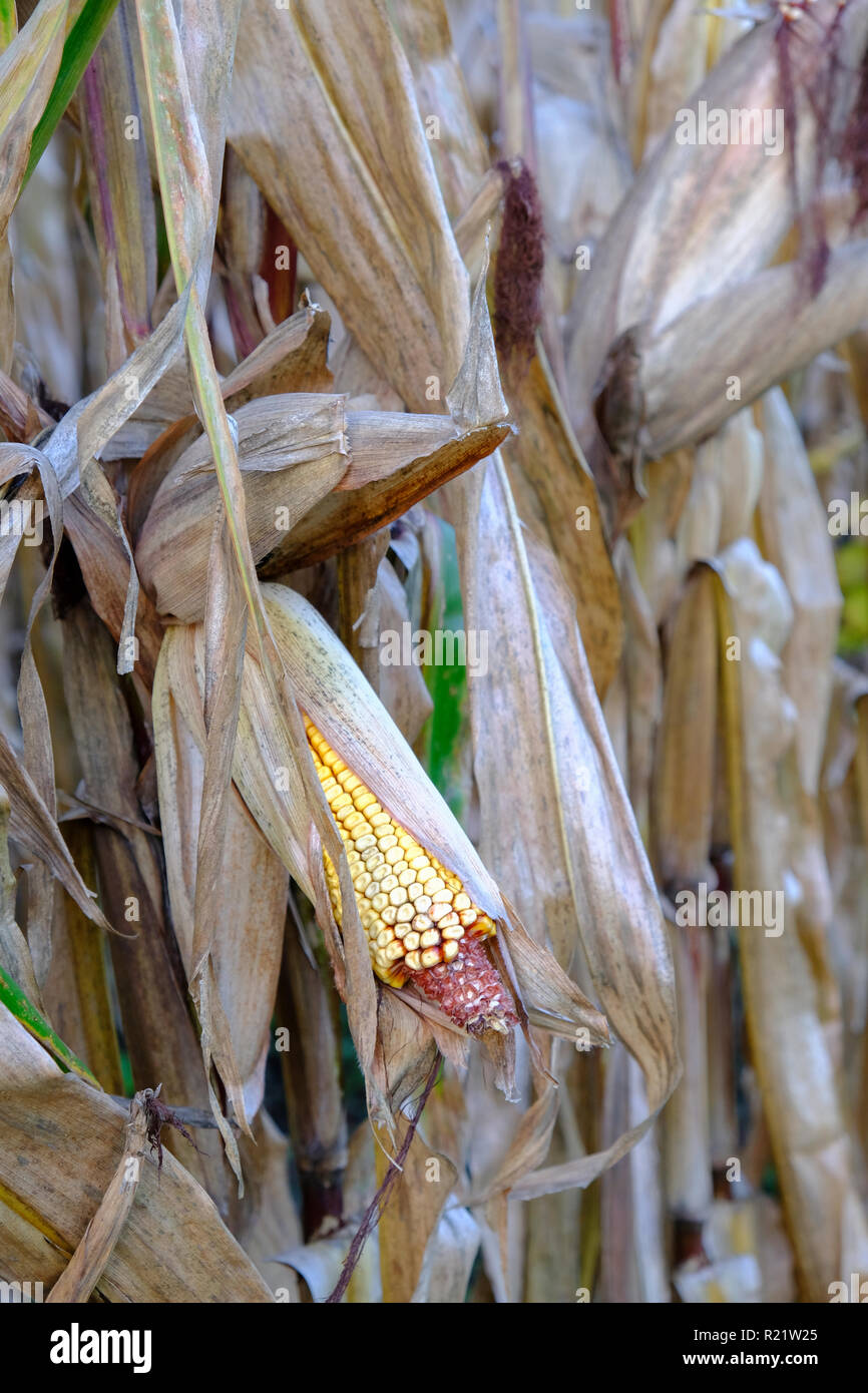 Cattle Feed Corn in the Field Stock Photo