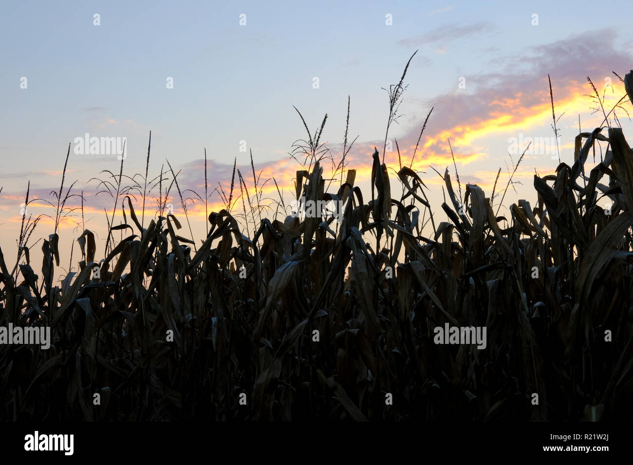 Corn Plants Against Evening Sky Stock Photo