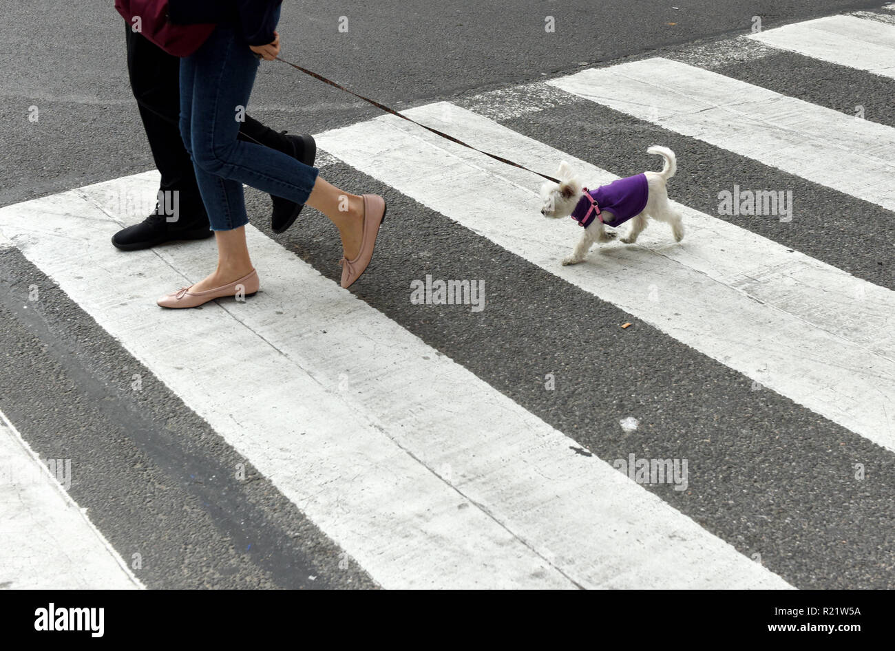 people with a dog on a zebra crossing Stock Photo