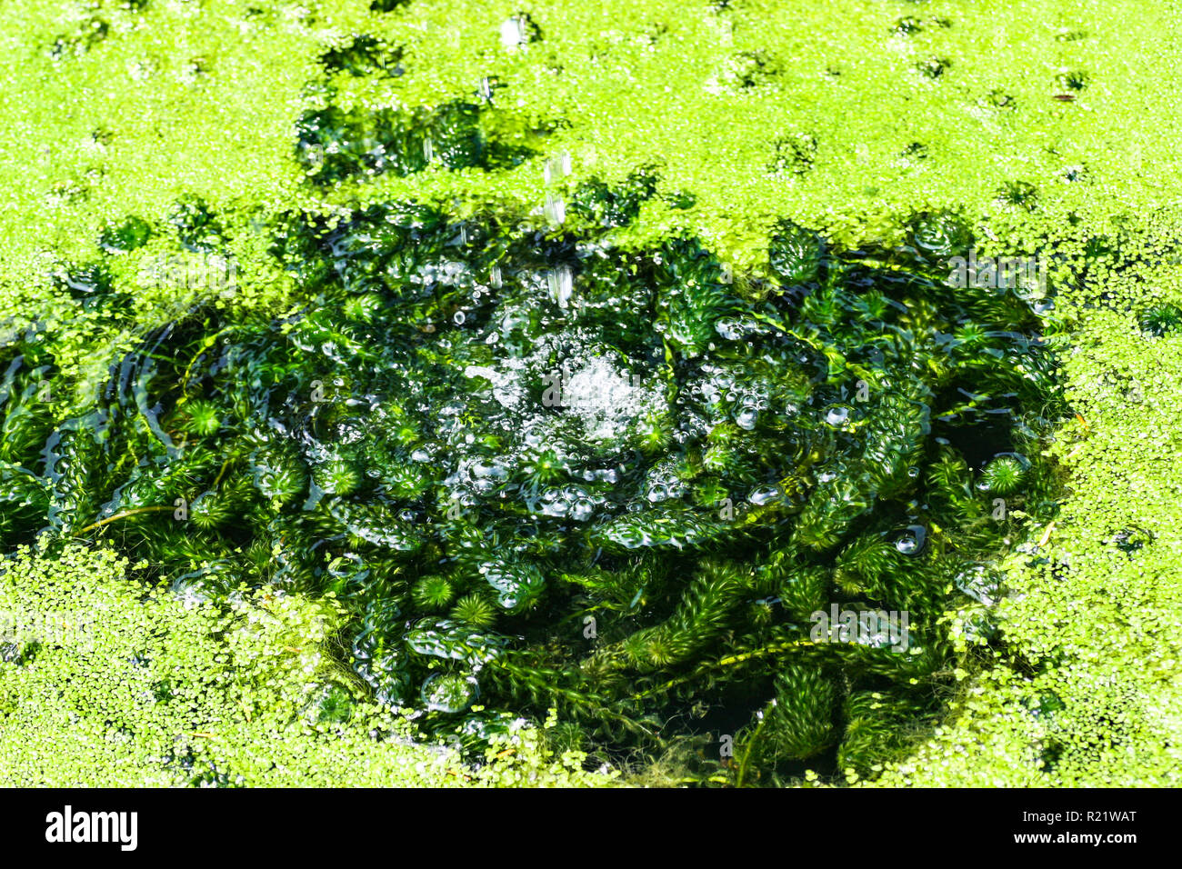 A lot of pondweed in a pond Stock Photo