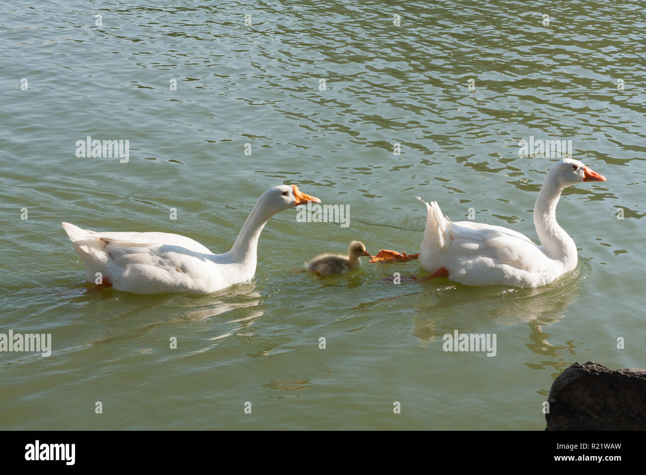 white chinese goose baby