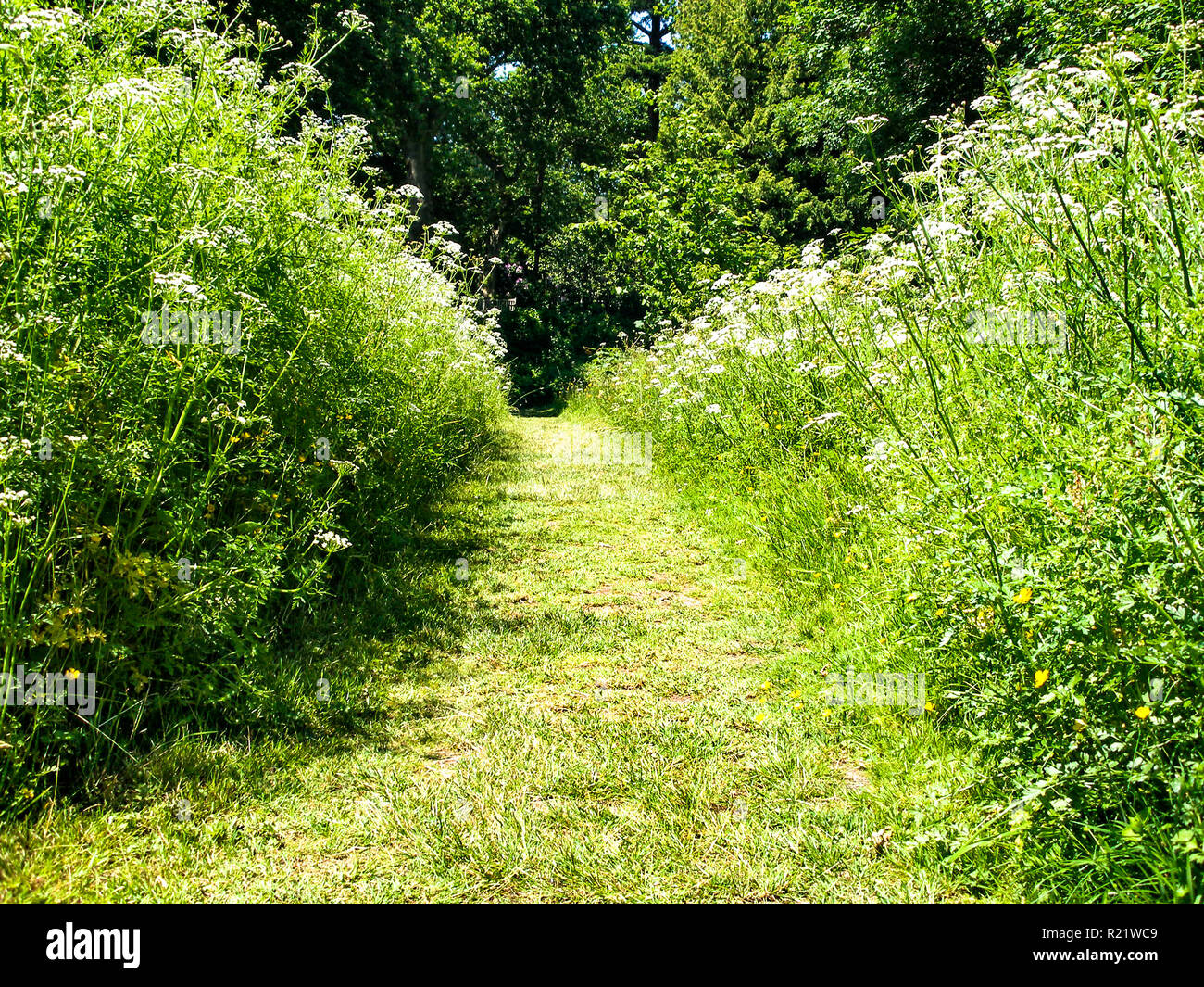 A Grass Path Through Tall Plants Weeds Stock Photo Alamy