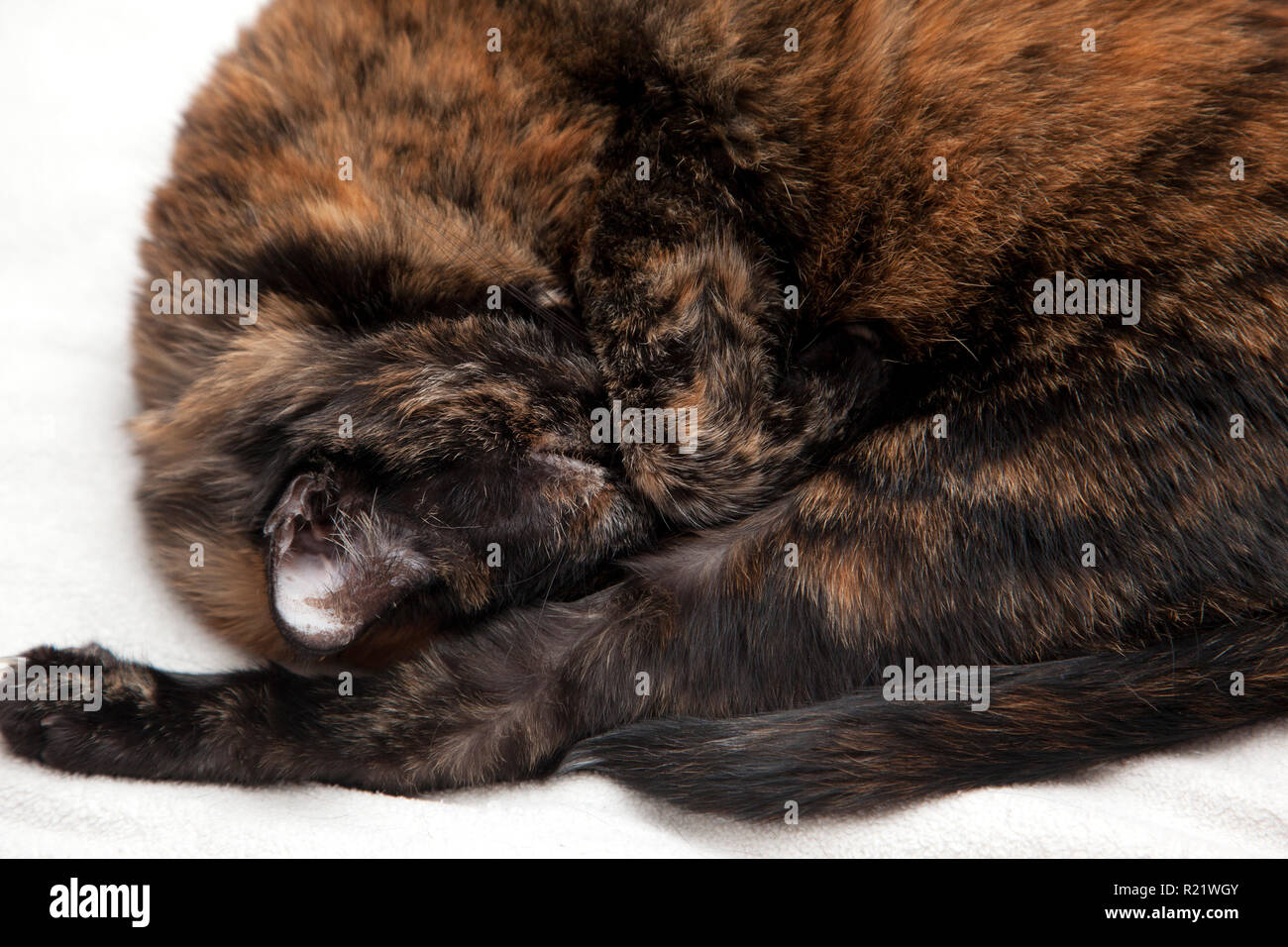 Beautiful black and orange cat curled up with it's paw over it's eyes wanting to sleep Stock Photo