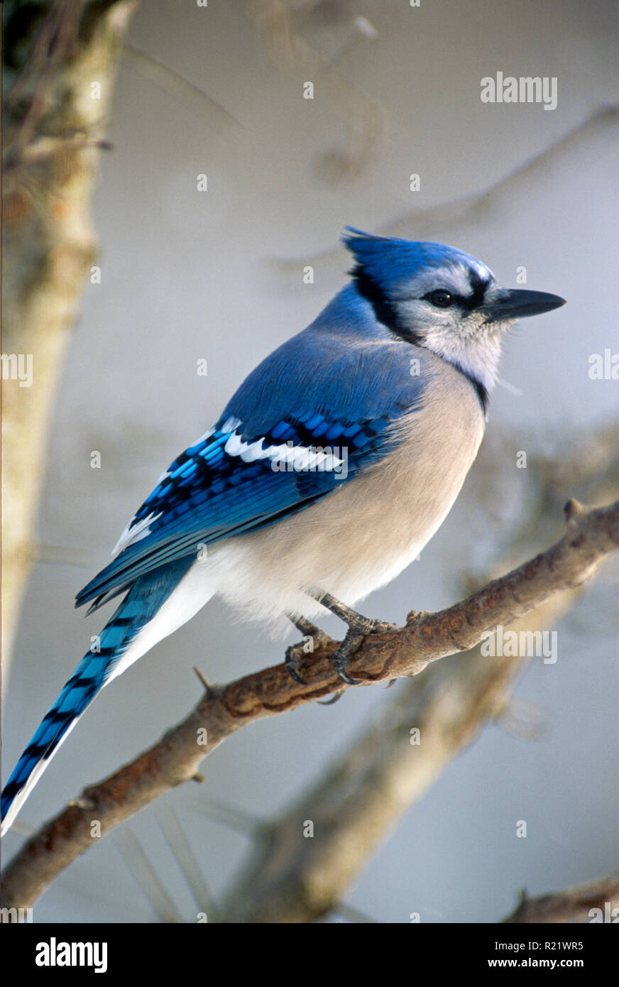 Blue jay, cyanocitta cristatta, perches on a tree branch in winter, quiet and cold in the snow, Midwest USA Stock Photo