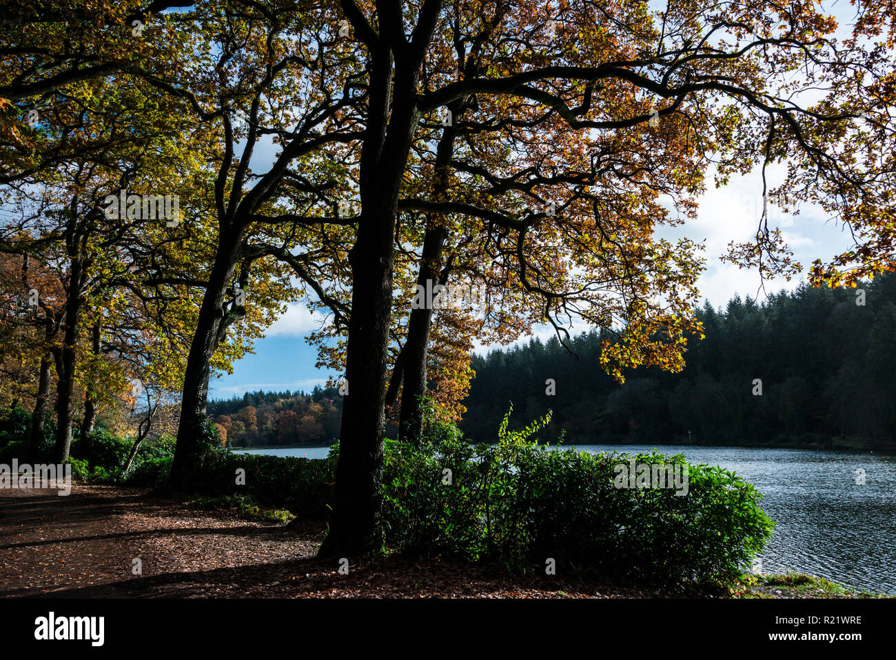 Trees on the shoreline of Shearwater lake in autumn Stock Photo