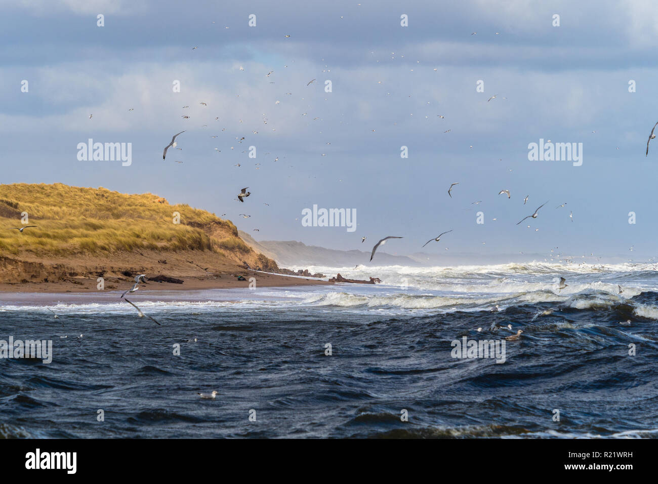 Flying Seagulls at the coast of Aberdeen shot on a wind full day. Stock Photo