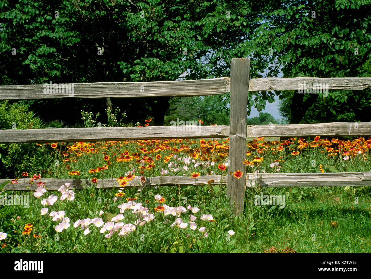 Split rail fence divides yard with Gailardia and primrose wildflowers in summer Stock Photo
