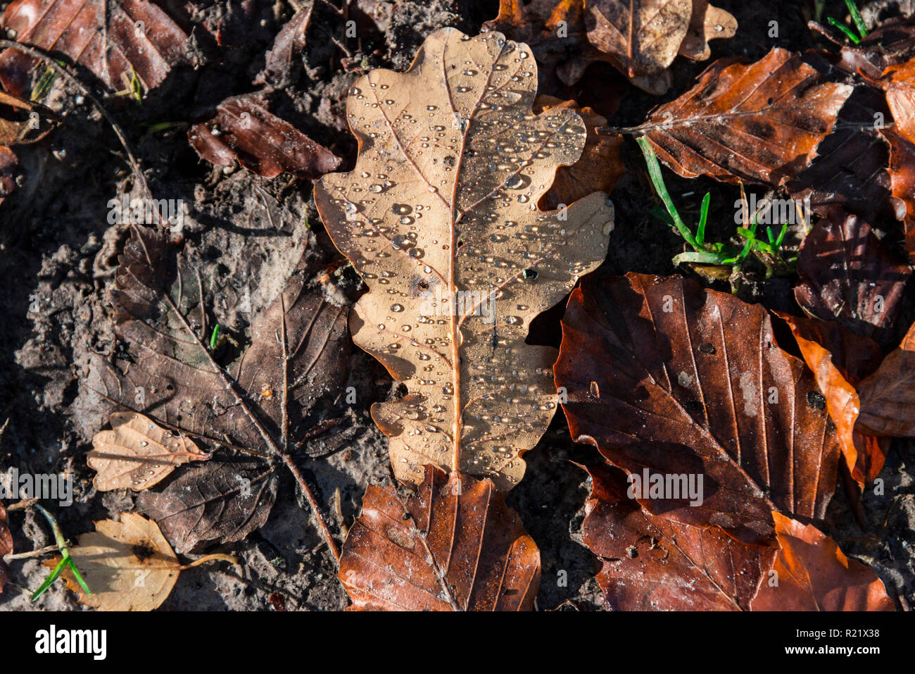 A fallen oak leaf with water drops on Stock Photo