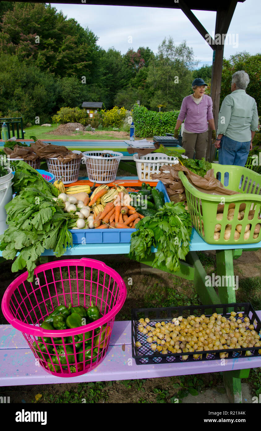 Two women gardeners at community garden harvest display, Yarmouth, ME, USA Stock Photo