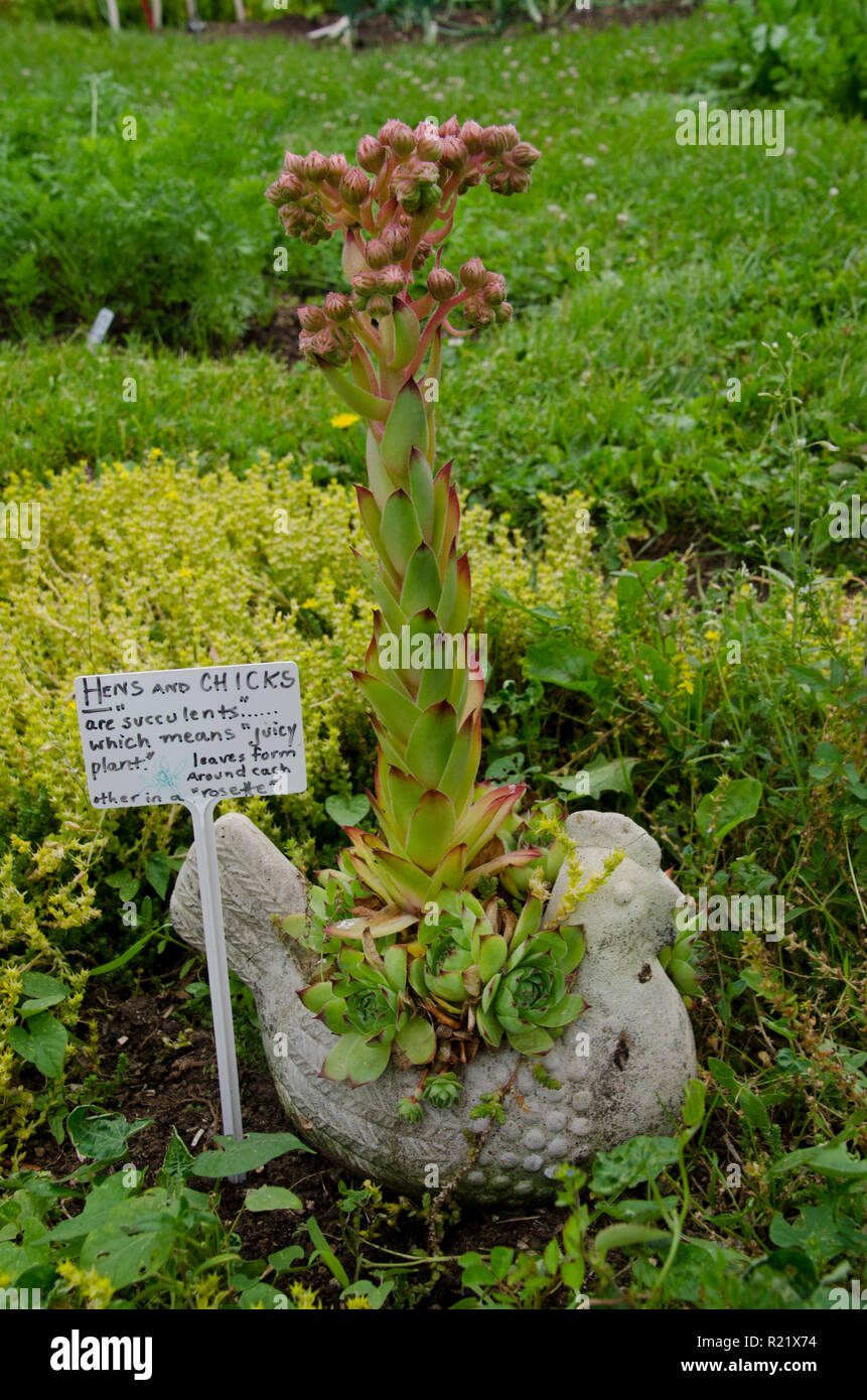 Hens and chicks in sculpture blooming garden, Maine Stock Photo