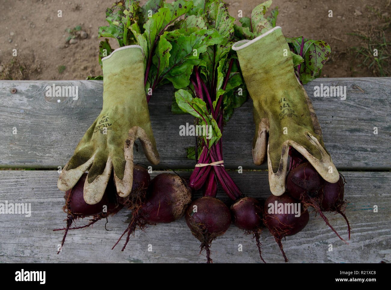 Beets on bench with gloves in community garden, Maine, USA Stock Photo