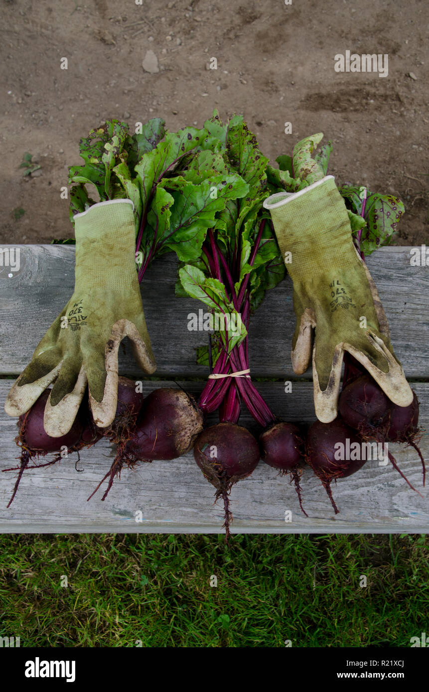 Beets on bench with gloves in community garden, Maine, USA Stock Photo