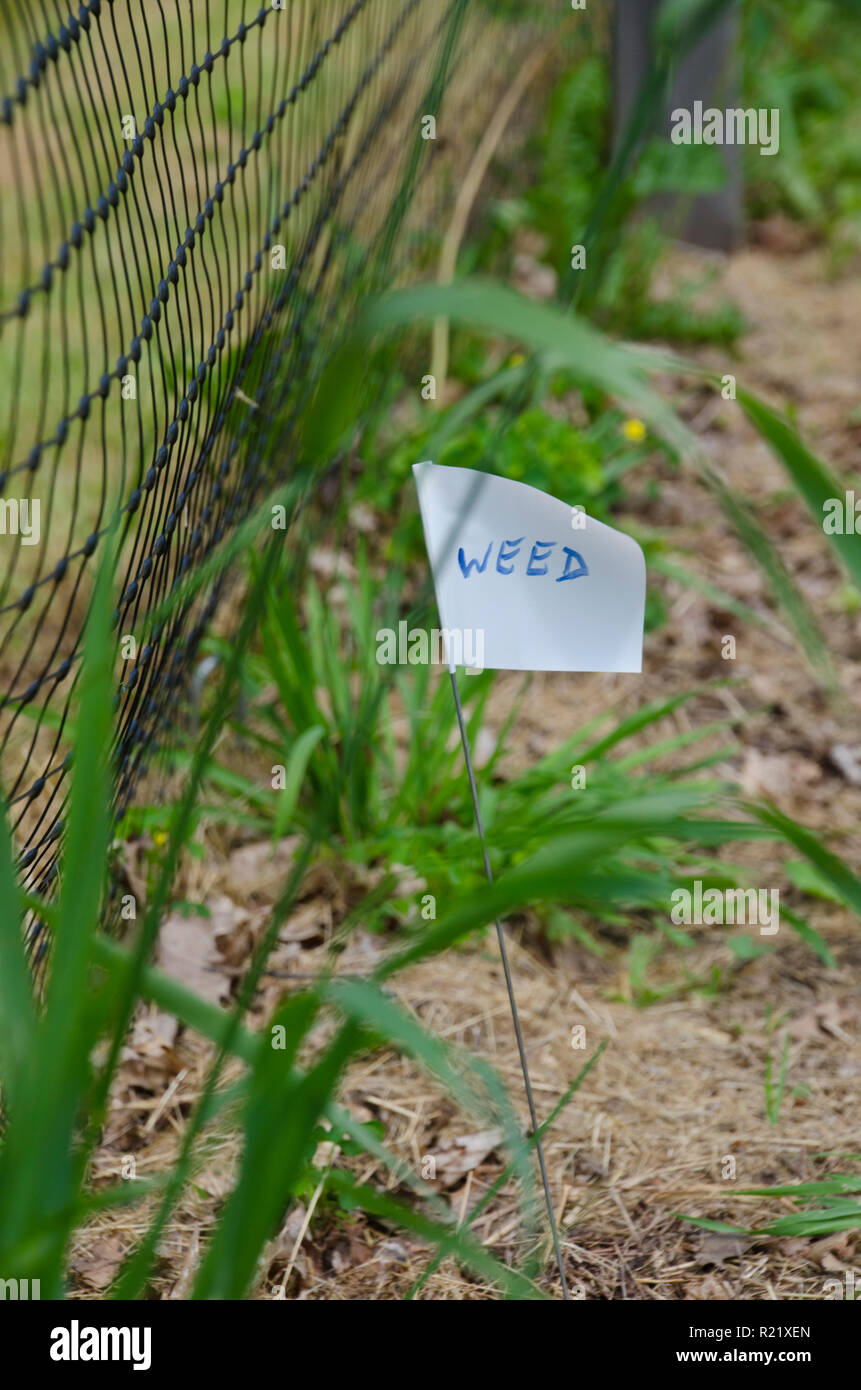 Sign on flag that says 'weed' as an instruction to volunteers in Community Garden, Maine, USA Stock Photo