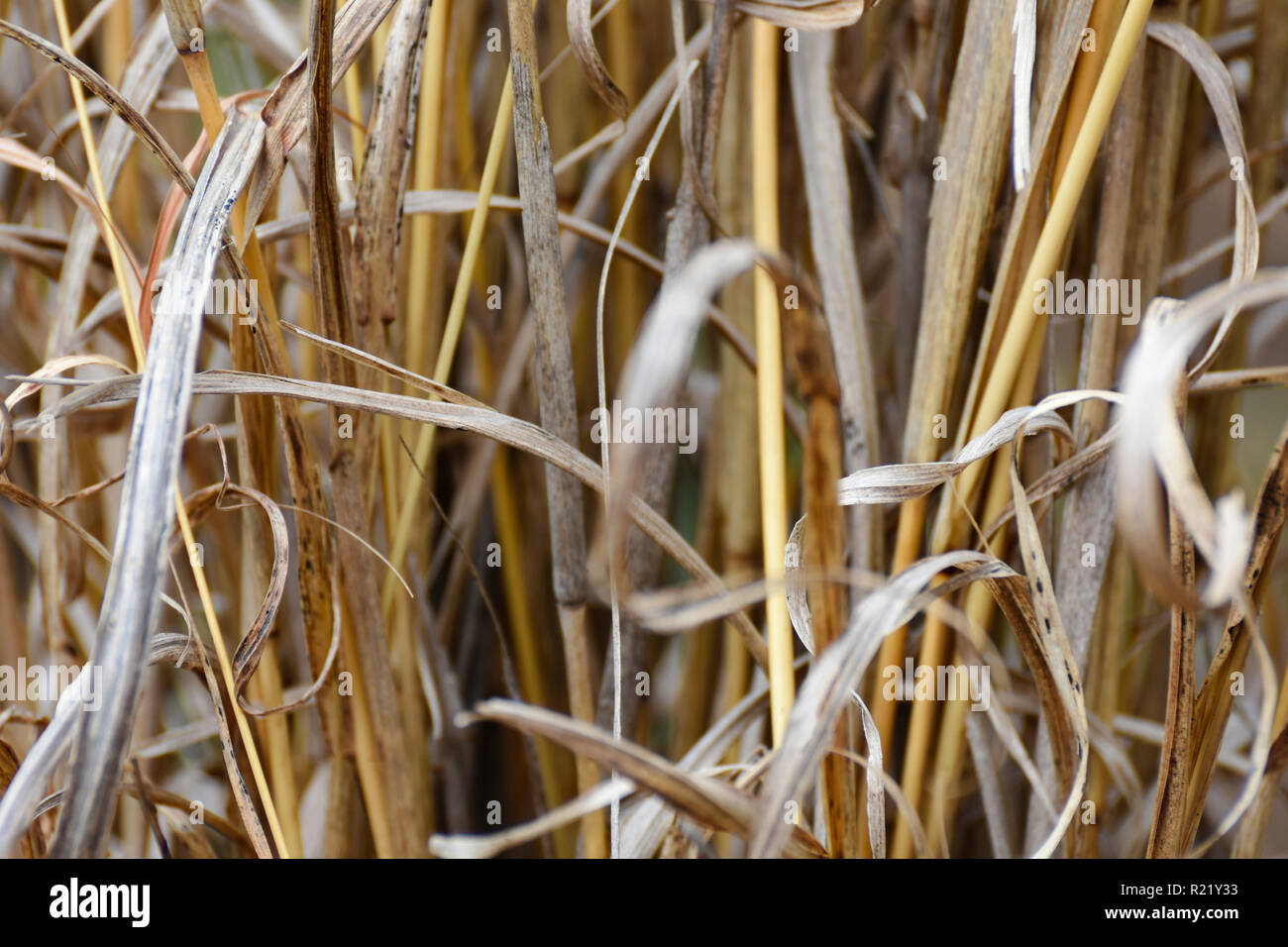 Clump Of Rough Dry Yellow Thatching Grass (hyperthelia dissoluta) Close-up Stock Photo