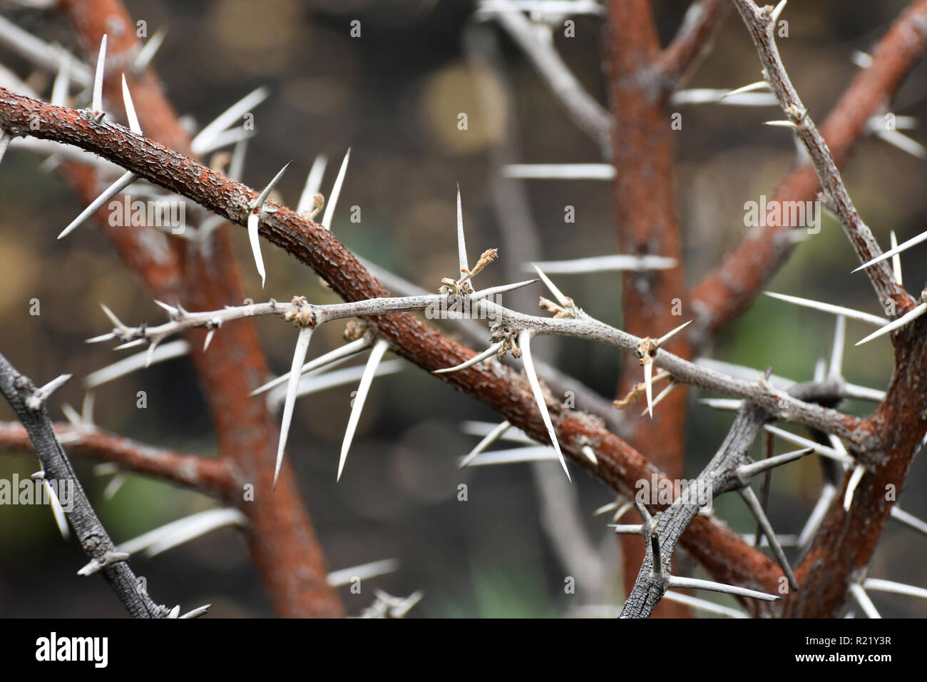 White Thorn Covered Tree Branches (vachellia sp.) Stock Photo