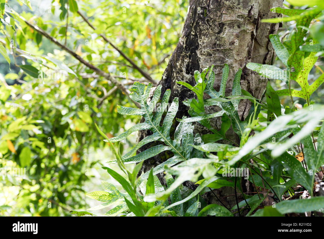 Tropical plants forest hi-res stock photography and images - Alamy