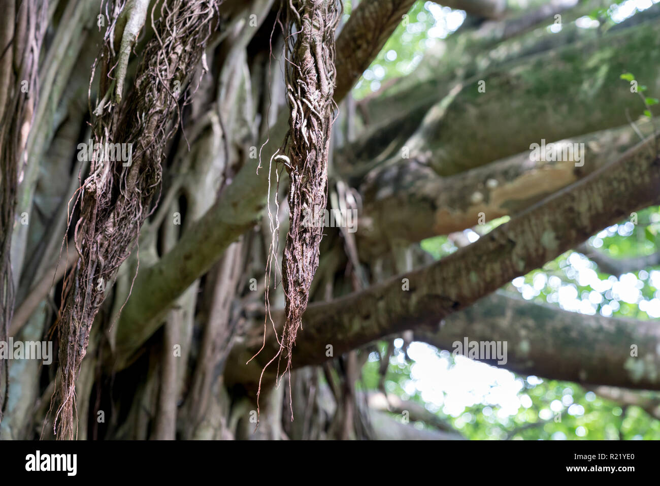 Closeup of a Banyan Tree in Maui, Hawaii Stock Photo