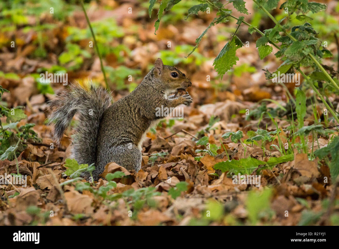 A Grey Squirrel is busy collecting and feeding on acorns surrounded by fallen leaves. Barnett Demesne, Belfast. Stock Photo