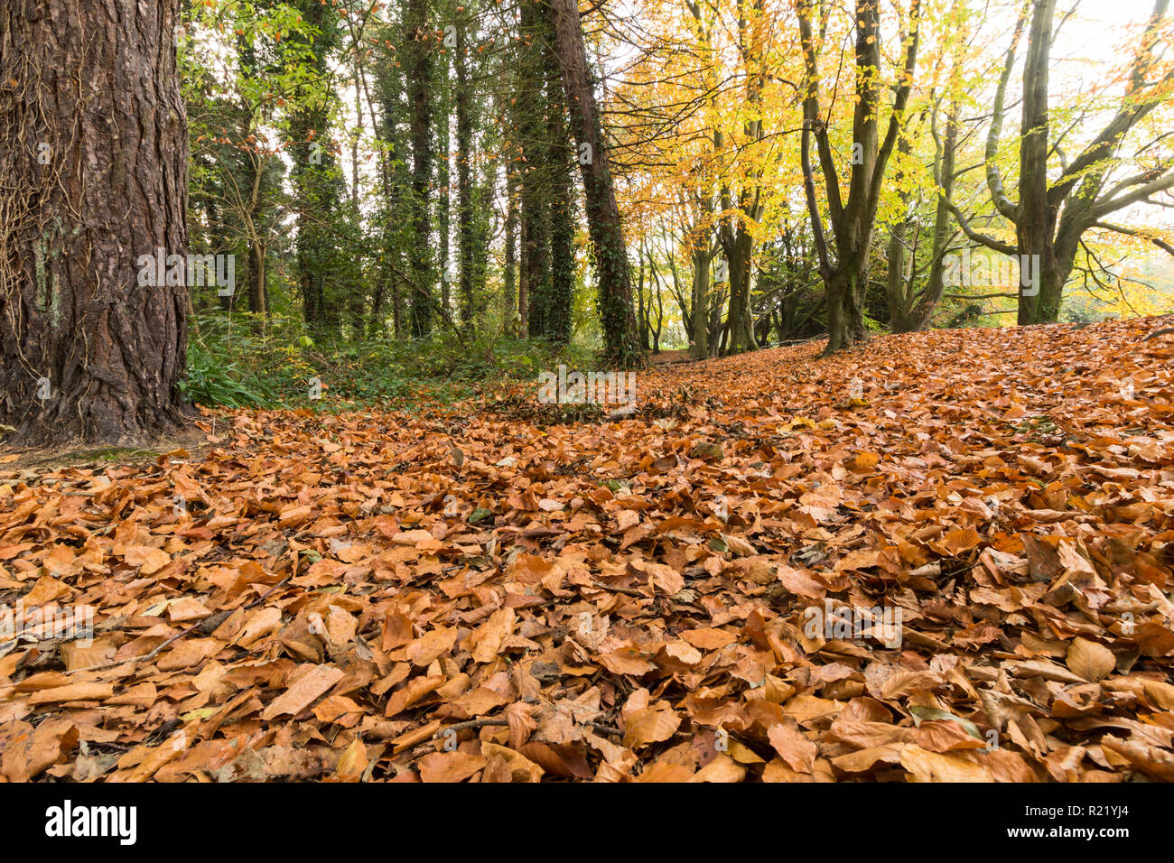 Fallen leaves carpet the forest floor in Autumn Stock Photo