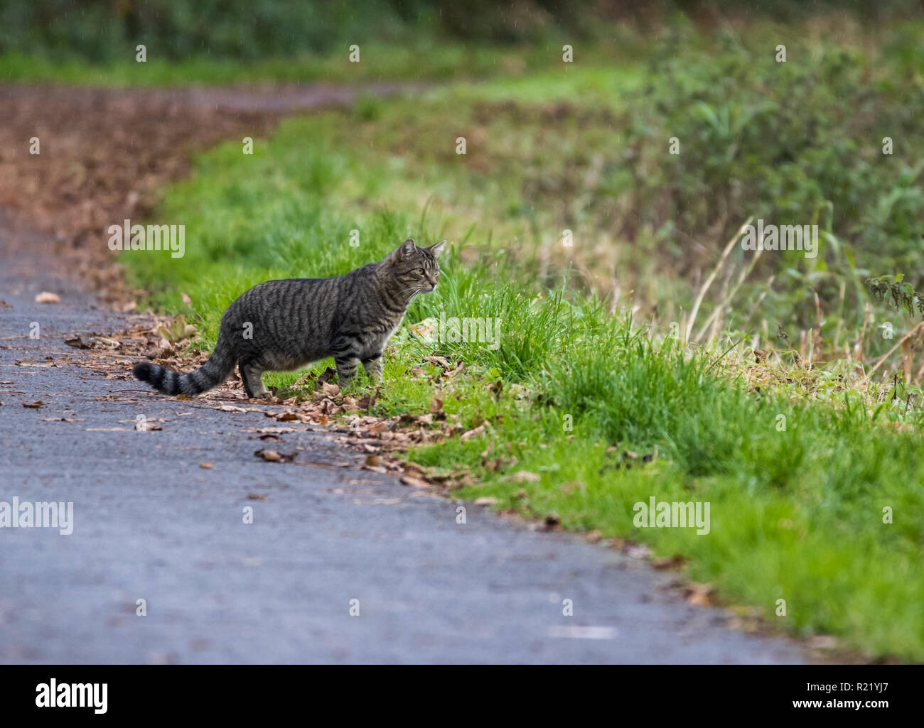 An attentive Tabby Cat hunting a bird (out of shot) on a riverside path. Stock Photo