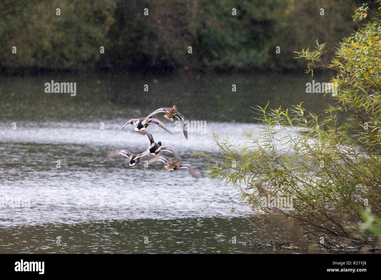 Five Mallard ducks flying at speed above a river in the rain Stock Photo